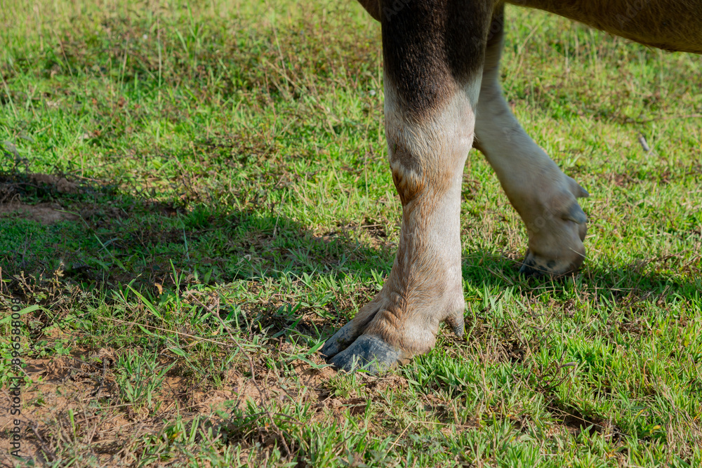 Close up ,Buffalo legs in Thailand, leg of buffalo, water buffalo body, Life' Machine of Farmer. Original agriculture use in Thailand Close up ,Buffalo legs in Thailand, leg of buffalo, water buffalo body, Life' Machine of Farmer. Original agriculture use in Thailand