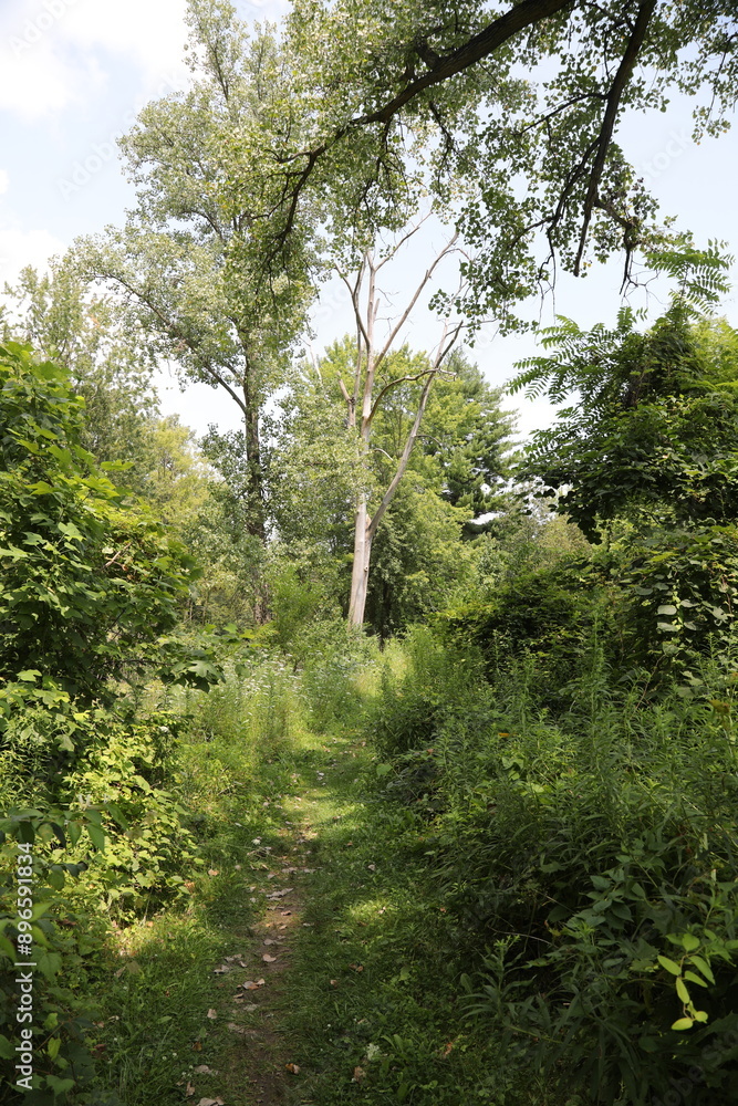 Fototapeta premium tree, nature, forest, sky, landscape, trees, green, summer, grass, pine, blue, wood, mountain, clouds, field, park, road, hill, path, woods, plant, cloud