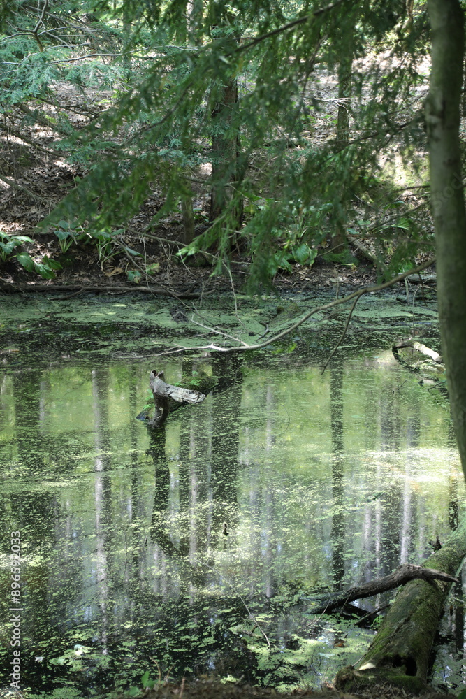 water, nature, forest, river, tree, lake, landscape, stream, reflection, pond, trees, green, summer, spring, bridge, natural, plant, park, creek, moss, swamp, grass, jungle, travel water, nature, forest, river, tree, lake, landscape, stream, reflection, pond, trees, green, summer, spring, bridge, natural, plant, park, creek, moss, swamp, grass, jungle, travel