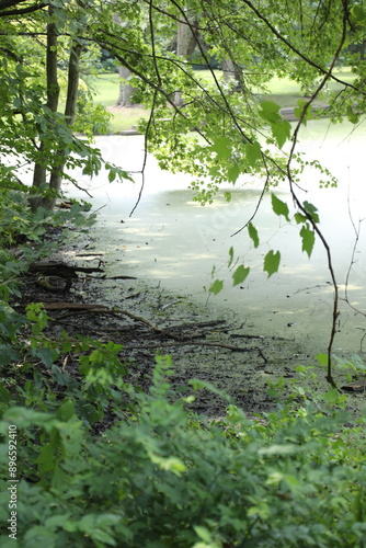 forest, nature, tree, trees, green, landscape, path, wood, park, rainforest, woods, summer, water, river, spring, jungle, environment, natural, outdoors, wilderness, stream, foliage, plant, leaf, trai photo