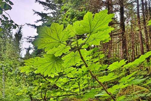 Juneau, Alaska