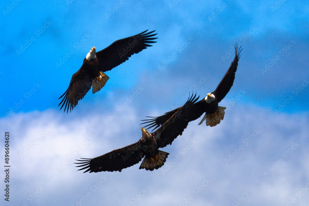 Obraz premium Juneau, Alaska