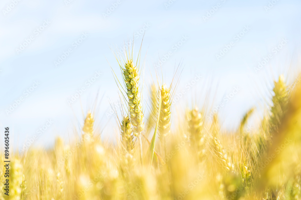 The wheat in the field is ripe The wheat in the field is ripe