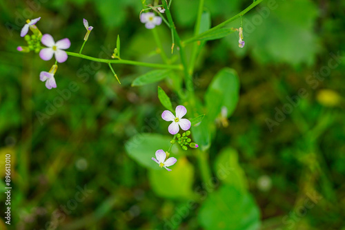 Thale cress or arabidopsis thaliana flowers close up shot  photo