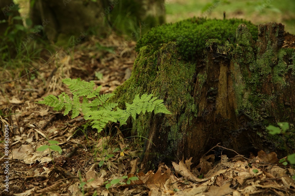 Tree stump with green moss and fern plants in forest Tree stump with green moss and fern plants in forest