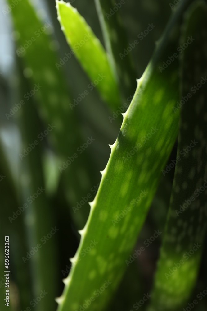 Beautiful aloe vera plant growing on blurred background, closeup Beautiful aloe vera plant growing on blurred background, closeup