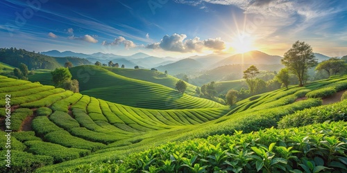 Scenic view of a lush green tea plantation on a sunny day, Tea, plantation, farm, agriculture, green, leaves, Asia, landscape
