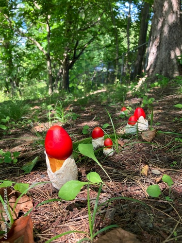タマゴタケの森　赤いきのこ　夏と秋の森　山の風景