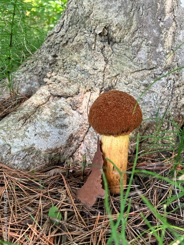 アカヤマドリタケ　ポルチーニ　きのこの生える森　夏と秋の風景