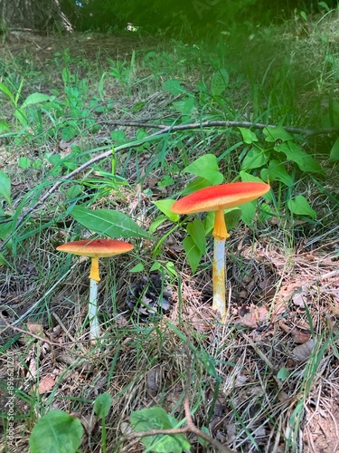 森のきのこ　2本の赤いタマゴタケ　夏と秋の山