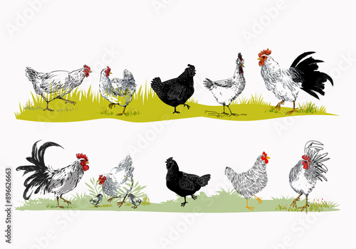 Set of domestic chicken, rooster, hen, breeds poultry farm animal collection  vintage hand drawn vector illustration. Livestock birds pet animal.