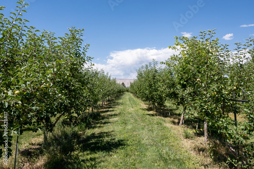 Apple orchard in winery in Palisade, Colorado on clear sunny summer day.