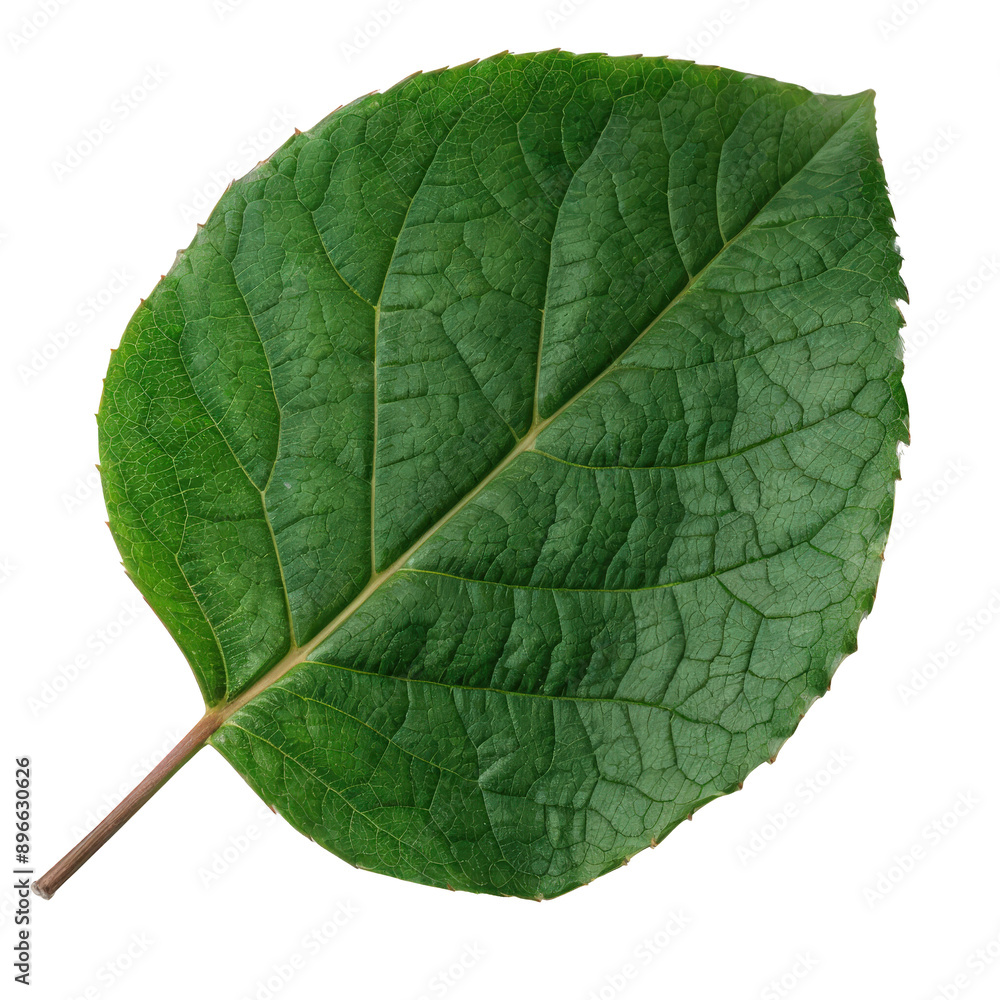 Obraz premium A detailed close-up of a green leaf with visible veins, isolated on a white background, showcasing natural beauty and intricate patterns.