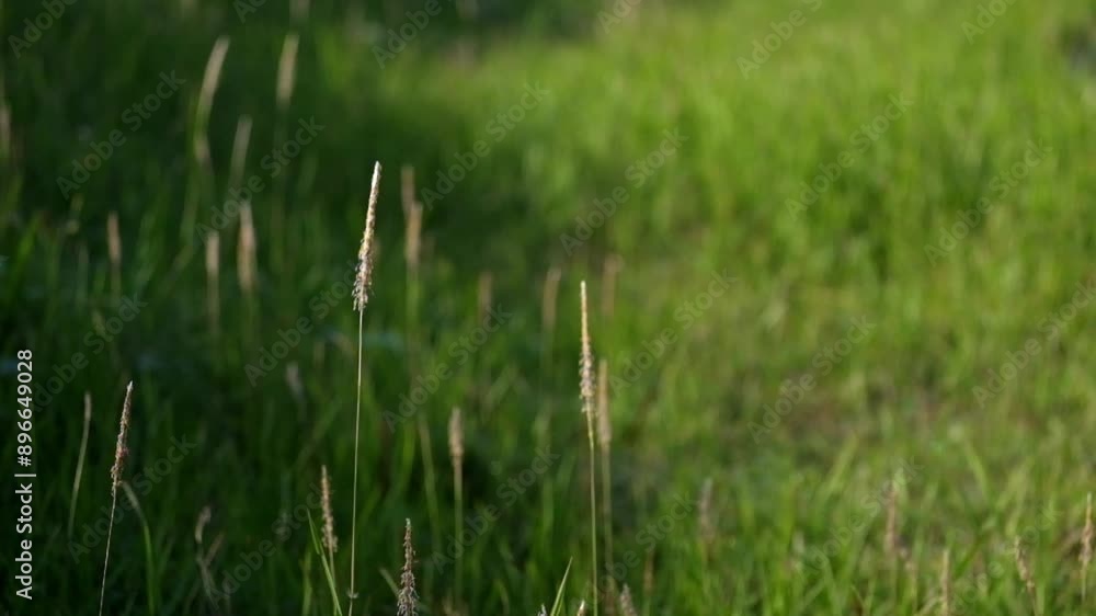The weed flowers move slowly in the wind. Weeds on empty land. For advertising video backgrounds and others The weed flowers move slowly in the wind. Weeds on empty land. For advertising video backgrounds and others