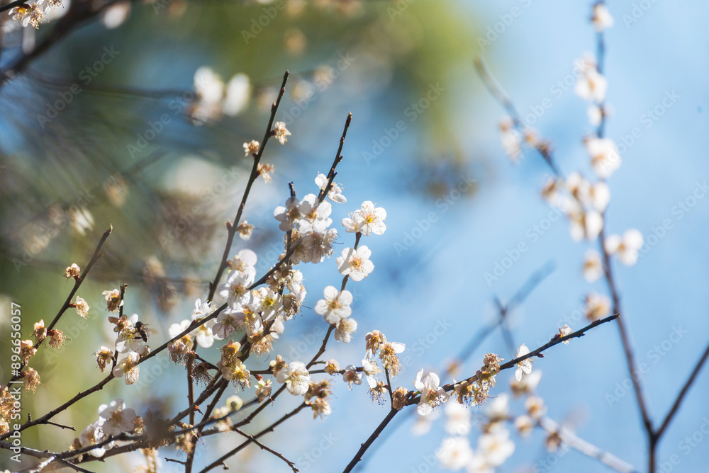 White cherry blossom Pastel flower floral soft nature bloom blurred background. Romance flower plum tree botanical bloom spring season. Beauty Cherry blossom petals plant beautiful Flowering garden White cherry blossom Pastel flower floral soft nature bloom blurred background. Romance flower plum tree botanical bloom spring season. Beauty Cherry blossom petals plant beautiful Flowering garden