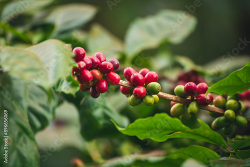 Принти на полотні Ripe Red coffee bean berry plant fresh seed coffee tree growth in green eco organic farm