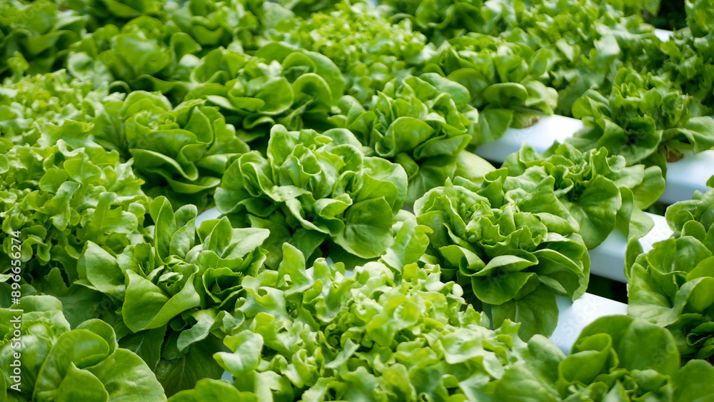 Close up fresh organic hydroponic vegetable plantation produce green salad hydroponic cultivate farm. Green oak lettuce salad in green Organic plantation Farm. Salad farm vegetable green oak lettuce Close up fresh organic hydroponic vegetable plantation produce green salad hydroponic cultivate farm. Green oak lettuce salad in green Organic plantation Farm. Salad farm vegetable green oak lettuce