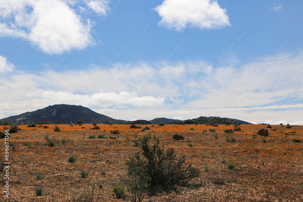 Fototapeta premium wildflowers blooming in namaqualand, south africa