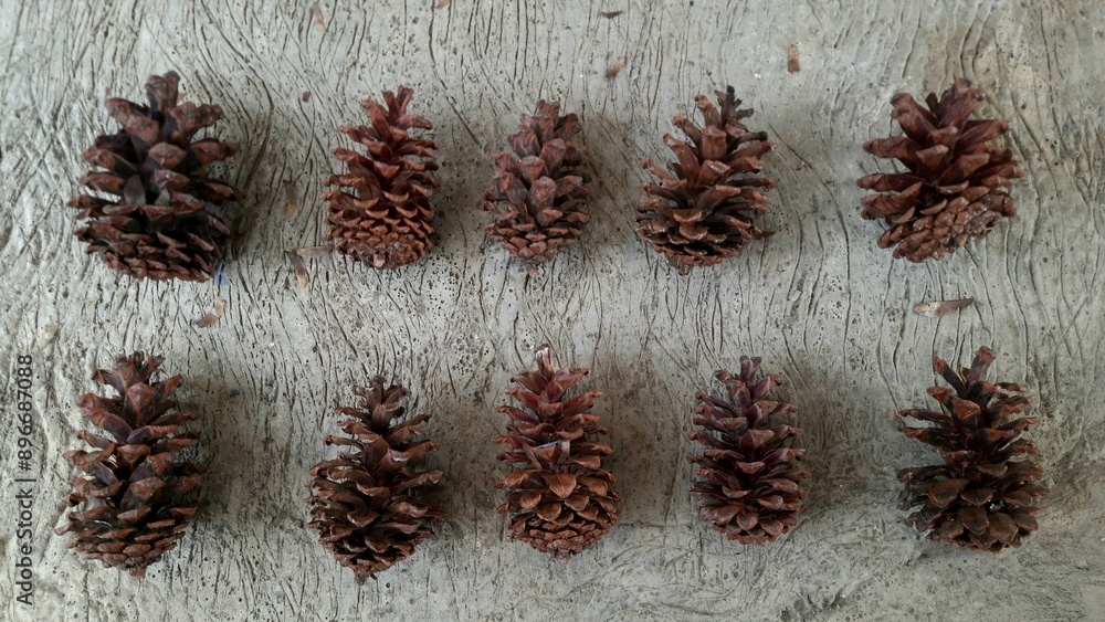 Fototapeta premium Dried pine flowers, arranged on the cement floor
