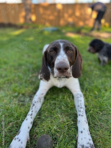 Dog playing with ball