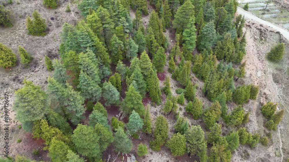 Jungle view, The Drone flies over a landscape of dense, verdant forest-covered mountains, Aerial View of Lush Green Forest Mountains, Jungle view Jungle view, The Drone flies over a landscape of dense, verdant forest-covered mountains, Aerial View of Lush Green Forest Mountains, Jungle view