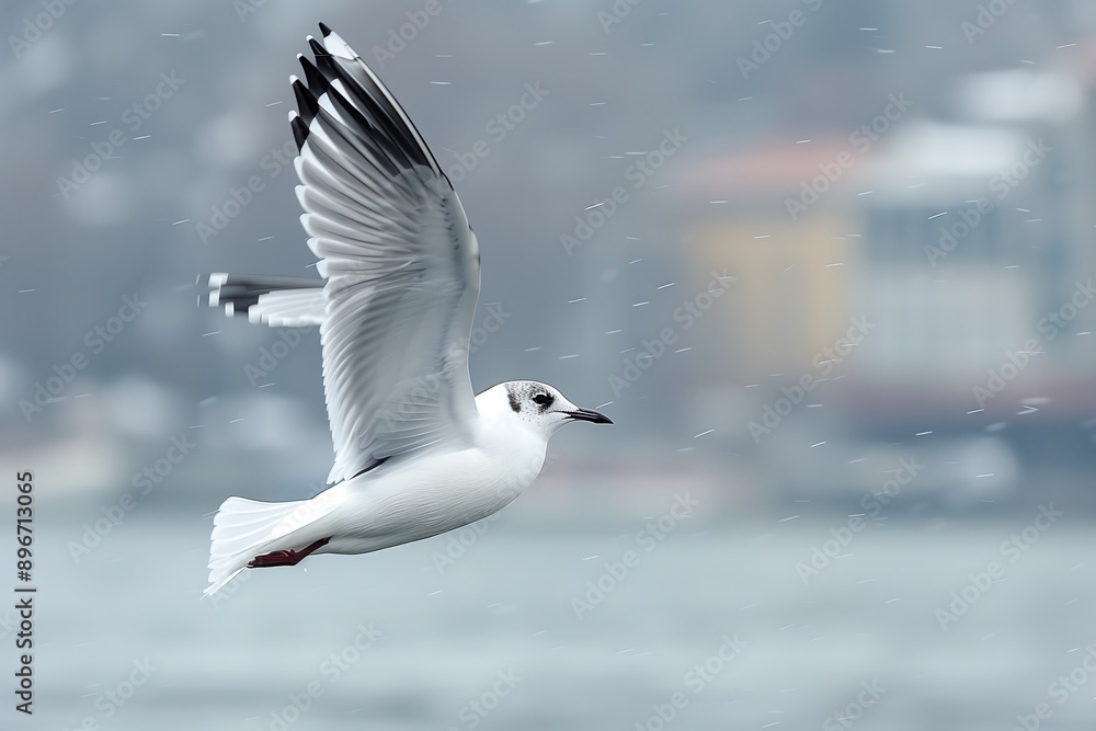 A seagull in mid-flight against a blurred background, giving a sense of freedom. The seagull's wings are elegantly spread, The overall scene has a serene and peaceful atmosphere. A seagull in mid-flight against a blurred background, giving a sense of freedom. The seagull's wings are elegantly spread, The overall scene has a serene and peaceful atmosphere.