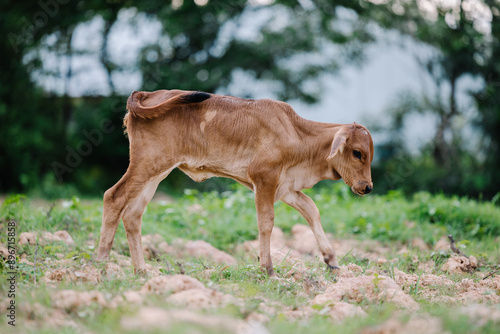 Milk cow grazing on green farm pasture on summer day. Feeding of cattle on farmland grassland