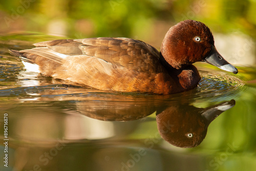 The hardhead, also known as the white-eyed duck, is the only true diving duck found in Australia. photo