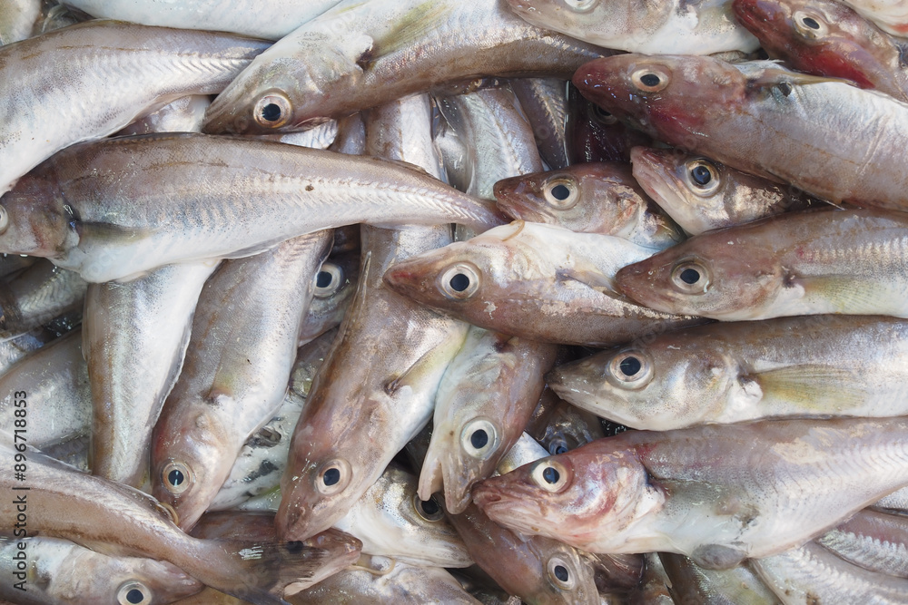 Freshly harvested fish ready for sale at the market a sea of abundant seafood Freshly harvested fish ready for sale at the market a sea of abundant seafood