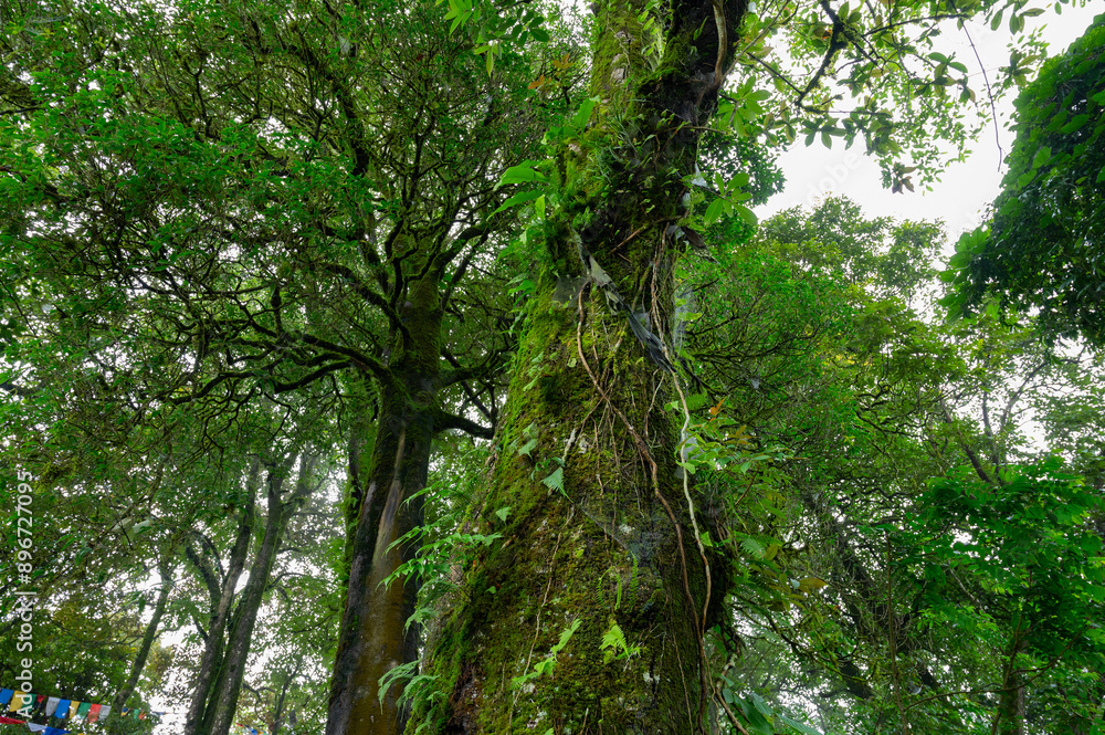 Fototapeta premium View of a big tree from below. Lush green pf forest on monsoon season, Darjeeling, West Bengal, India.