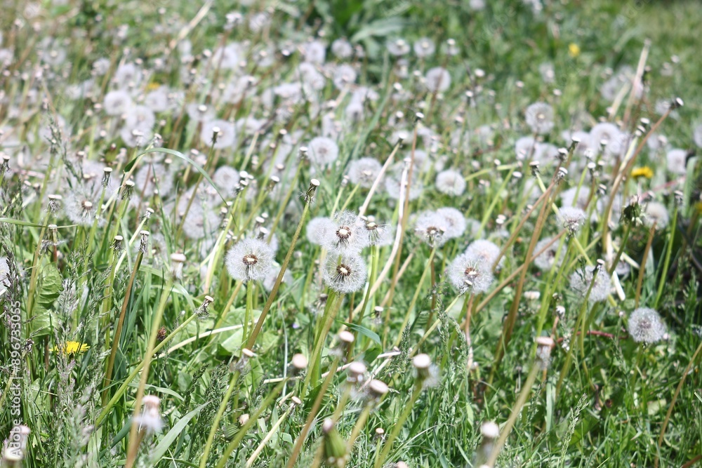 Fototapeta premium A field of white dandelions in various stages of bloom during spring.