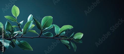 Branch of Green Leaves Against a Deep Blue Background