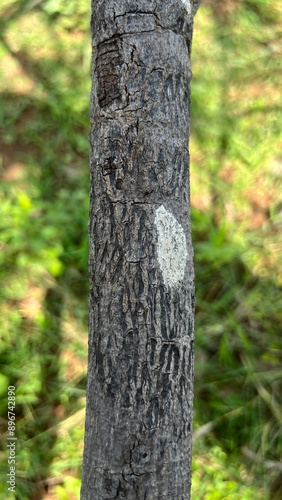 Tree trunk in the woods.Tree stump in the forest.Wood bark ,wood log, dead wood logs.Wood bark of a tree closeup with selective focus and blur