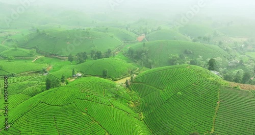 Aerial view of Tea plantation with morning mist at Long Coc mountain, Phu Tho province, green tea farm in Vietnam. photo