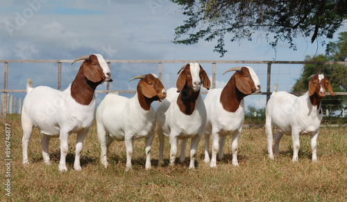 Beautiful group of female Boer goats on the farm photo