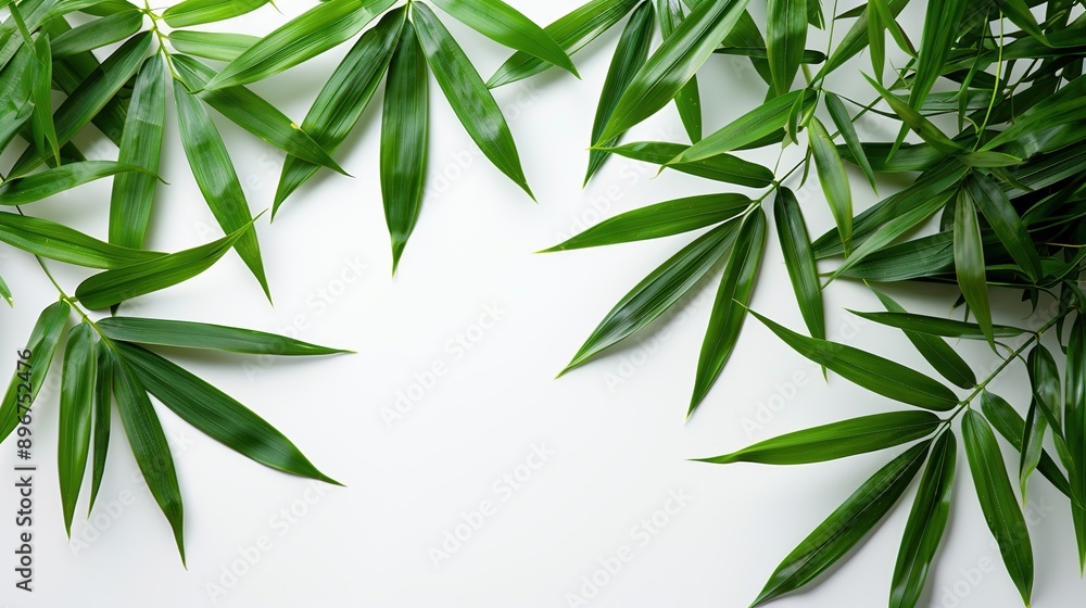 Fototapeta premium Green Bamboo Leaves on White Background