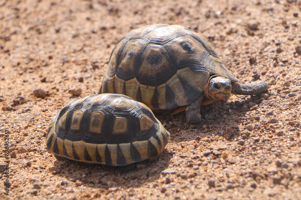 Fototapeta premium turtle on the ground