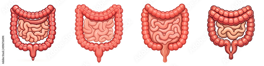 Human intestine organ cartoon isolated on transparent background PNG file Human intestine organ cartoon isolated on transparent background PNG file