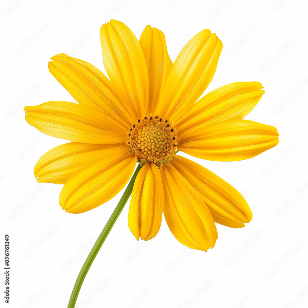 Obraz premium beautiful yellow daisy flower isolated 