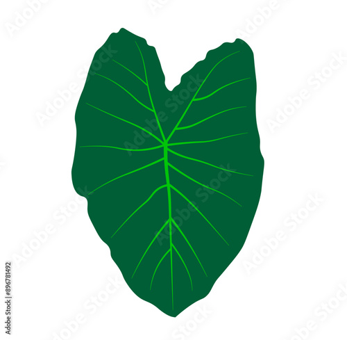 The leaves of the taro tree vector illustration.