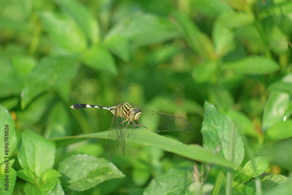 Fototapeta premium Green dragonfly among the grass. abstract shape for banner background or graphic design