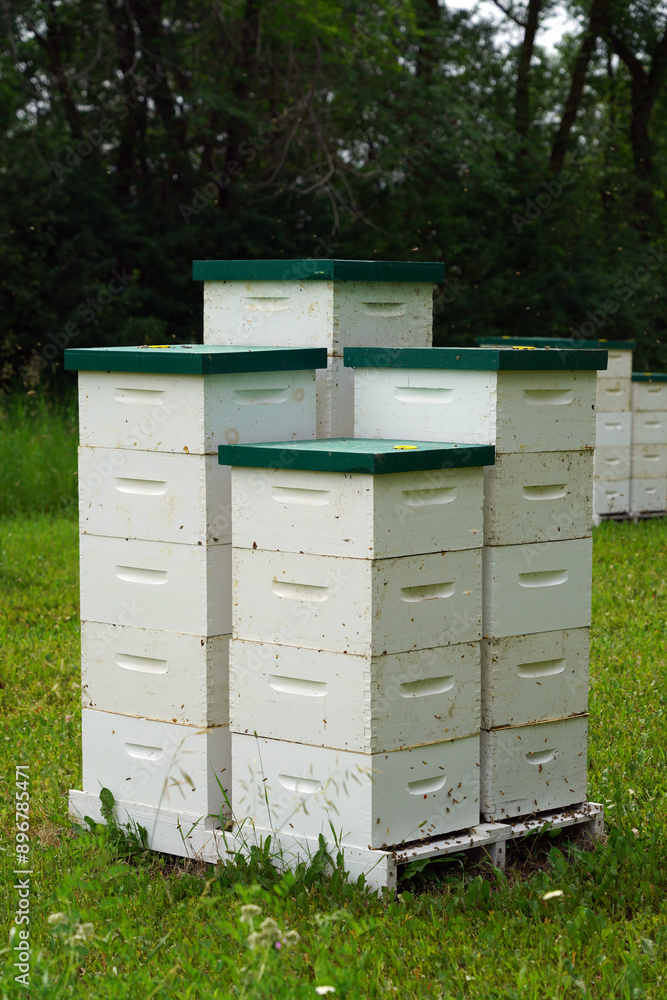 Bee hives in a meadow backed by trees on a farm in north-eastern Saskatchewan Bee hives in a meadow backed by trees on a farm in north-eastern Saskatchewan