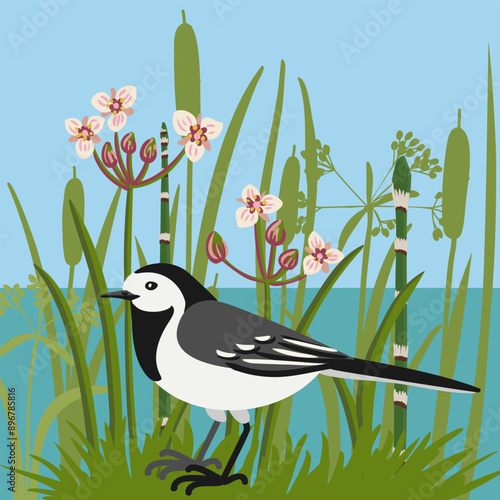 vector drawing bird, hand drawn white wagtail and green river plants and flowers, Motacilla alba , isolated nature design elements