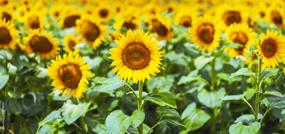 Yellow sunflowers grow in the field. Agricultural crops. Yellow sunflowers grow in the field. Agricultural crops.