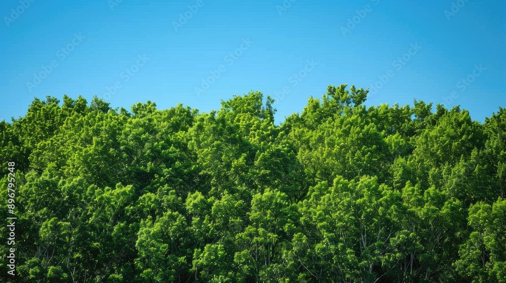 Lush green treetops against a clear blue sky, creating a vibrant and peaceful nature scene. Perfect for a serene backdrop Lush green treetops against a clear blue sky, creating a vibrant and peaceful nature scene. Perfect for a serene backdrop