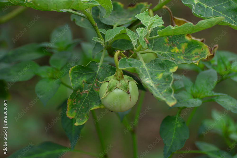 Fototapeta premium Eggplant fruit on the eggplant tree