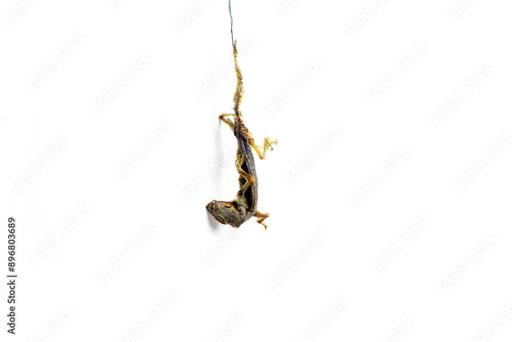Fototapeta premium Lizard fossils is hanging on isolated white background
