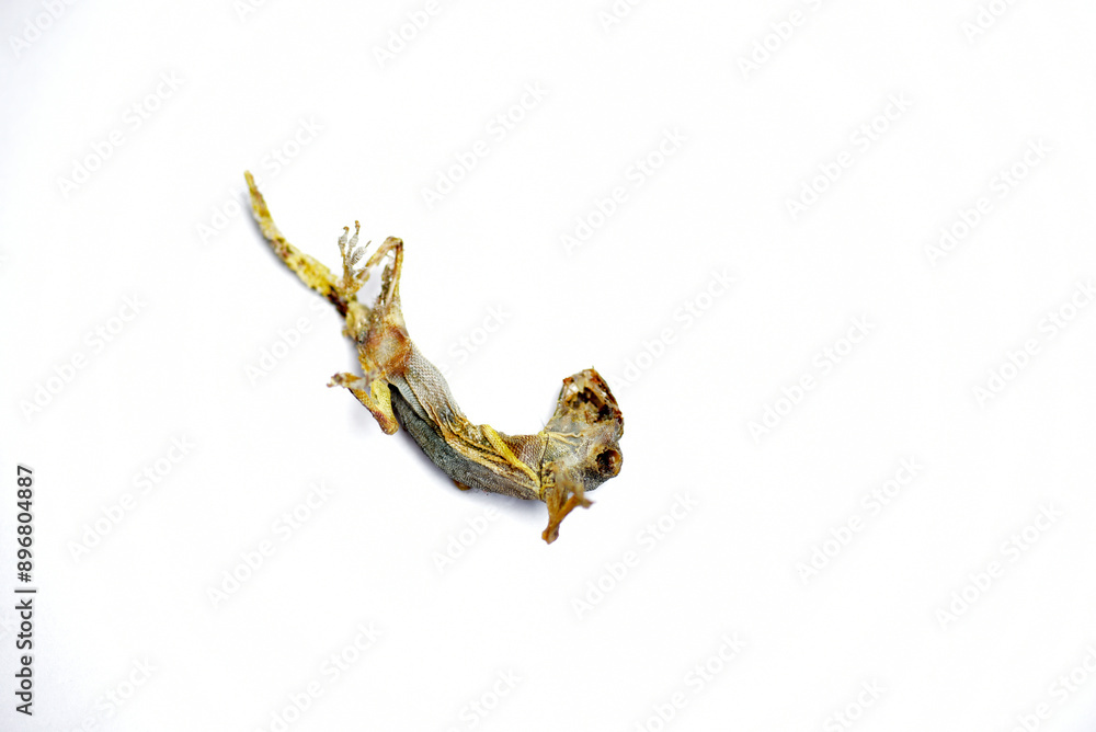 Lizard fossils isolated on white background Lizard fossils isolated on white background