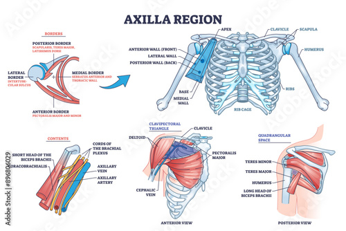 Axilla region anatomy with skeletal or muscular structure outline diagram, transparent background. Labeled educational medical scheme with borders, contents.