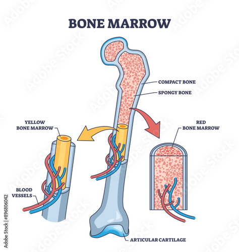 Bone marrow anatomy for red blood cells production outline diagram, transparent background. Labeled educational scheme with skeleton structure, vessels, compact and spongy bone location illustration.